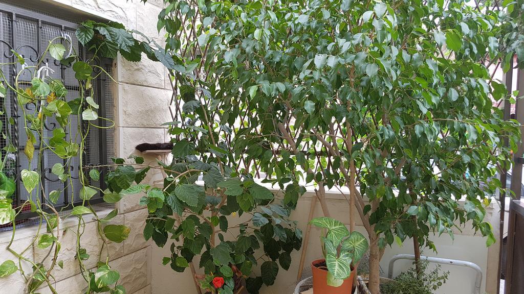 Zohar'S Apartment حيفا المظهر الخارجي الصورة
